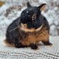 Лучшие карликовые кролики объявление Продам уменьшенное изображение 6