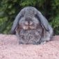 Лучшие карликовые кролики объявление Продам уменьшенное изображение 2