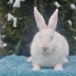 Чистопородные кролики Белый Паннон объявление Продам уменьшенное изображение 2