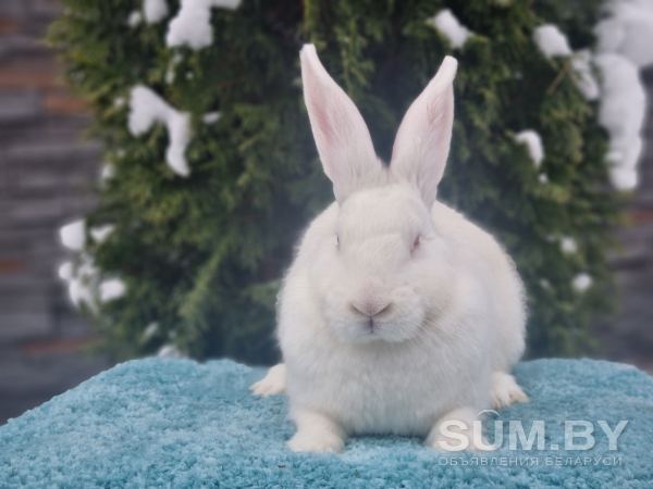Чистопородные кролики Белый Паннон объявление Продам уменьшенное изображение 