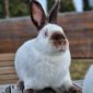Чистопородные Калифорнийские кролики объявление Продам уменьшенное изображение 2