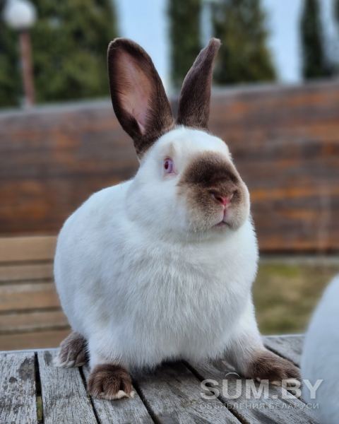 Чистопородные Калифорнийские кролики объявление Продам уменьшенное изображение 