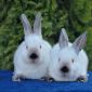 Чистопородные Калифорнийские кролики объявление Продам уменьшенное изображение 3