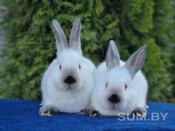 Чистопородные Калифорнийские кролики объявление Продам уменьшенное изображение 