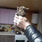 Кошечка мейн-Кун объявление Продам уменьшенное изображение 3