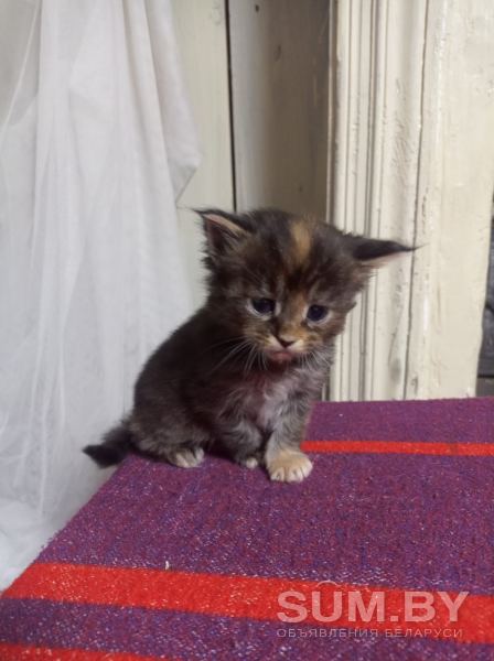 Кошечка мейн-Кун объявление Продам уменьшенное изображение 