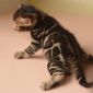 Бенгальские котята - MANGRO bengal cattery объявление Продам уменьшенное изображение 4