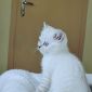 Шотландские котята вислоухие объявление Продам уменьшенное изображение 3