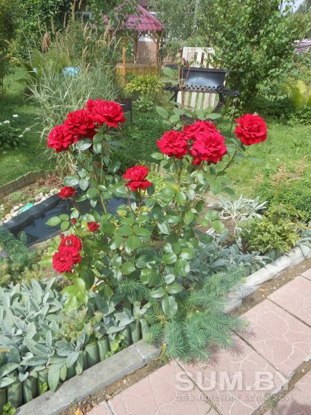Розы кустовые в ассортименте объявление Продам уменьшенное изображение 
