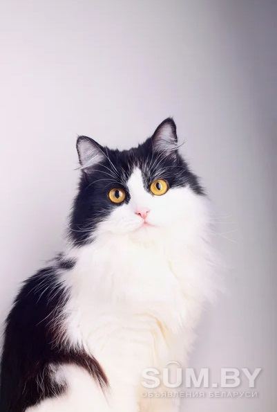 Вальяжный котенок ласкуша перебирает лапками объявление Отдам даром уменьшенное изображение 