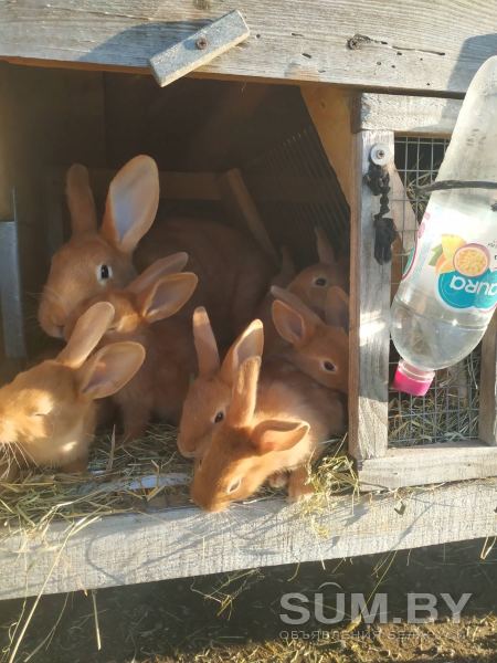 Продажа кроликов объявление Продам уменьшенное изображение 