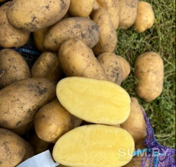Вкусный картофель объявление Продам уменьшенное изображение 