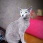 Котята Русской голубой породы объявление Продам уменьшенное изображение 5