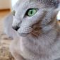 Котята Русской голубой породы объявление Продам уменьшенное изображение 2