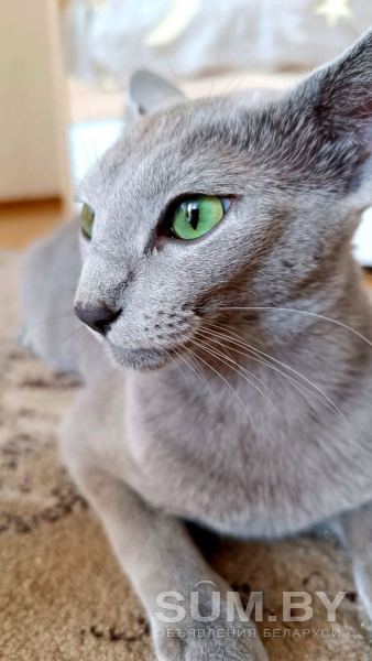 Котята Русской голубой породы объявление Продам уменьшенное изображение 