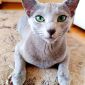 Котята Русской голубой породы объявление Продам уменьшенное изображение 1