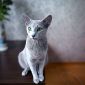 Котята Русской голубой породы объявление Продам уменьшенное изображение 4