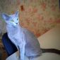 Котята Русской голубой породы объявление Продам уменьшенное изображение 3