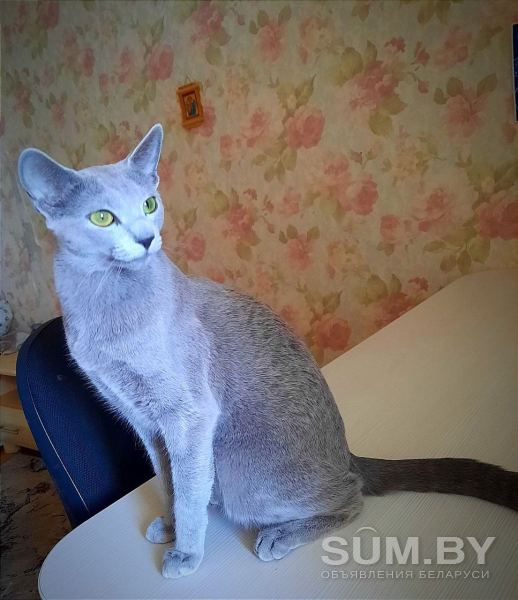 Котята Русской голубой породы объявление Продам уменьшенное изображение 