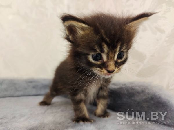 Продам котят Мейн-куна объявление Продам уменьшенное изображение 