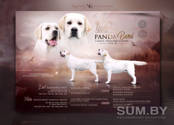 Продаются очень красивые щенки лабрадора ретривера от известных родителей объявление Продам уменьшенное изображение 