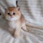 Шотландские котята объявление Продам уменьшенное изображение 5