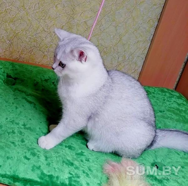 Британские котята окраса серебристая шиншилла объявление Продам уменьшенное изображение 