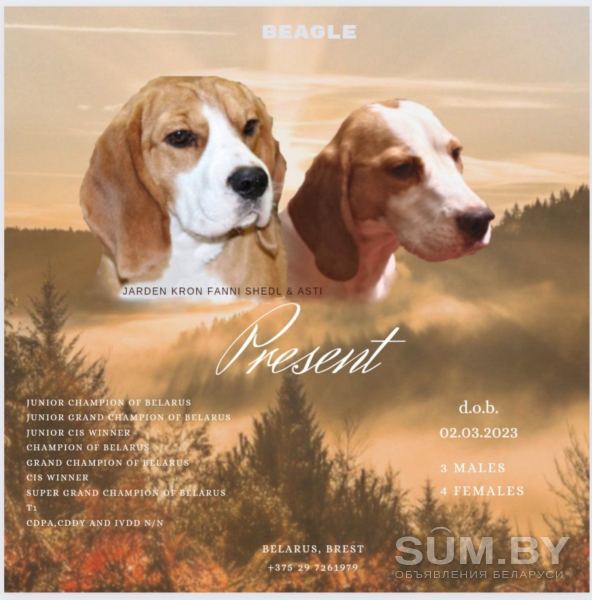 Породные щенки бигль объявление Продам уменьшенное изображение 