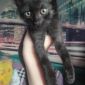 Котёнок в добрые руки объявление Отдам даром уменьшенное изображение 1