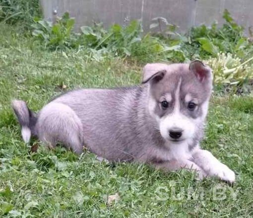 Продаются щенки западно-сибирской лайки объявление Продам уменьшенное изображение 
