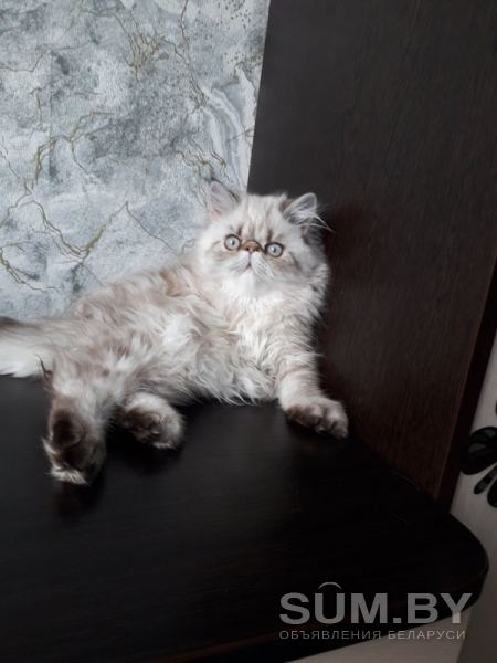 Продажа персидских котят объявление Продам уменьшенное изображение 