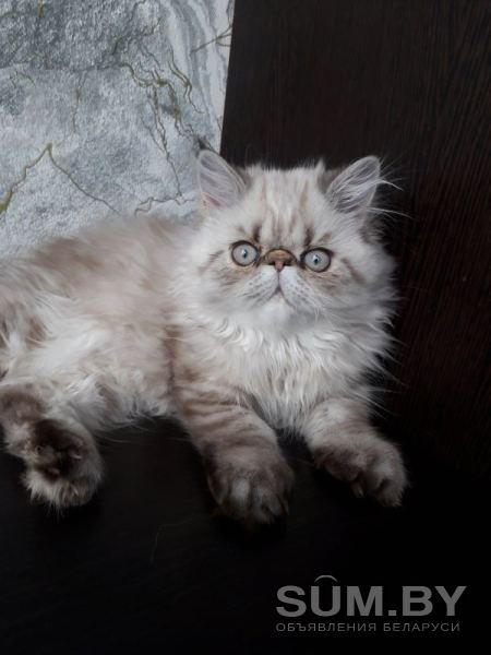 Продажа персидских котят объявление Продам уменьшенное изображение 