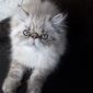 Продажа персидских котят объявление Продам уменьшенное изображение 3