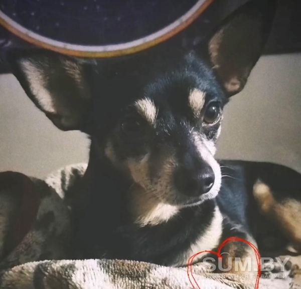 Пропала собака объявление Продам уменьшенное изображение 