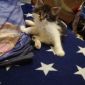 Мейн Кун котята объявление Продам уменьшенное изображение 2