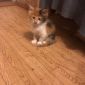 Мейн Кун котята объявление Продам уменьшенное изображение 5