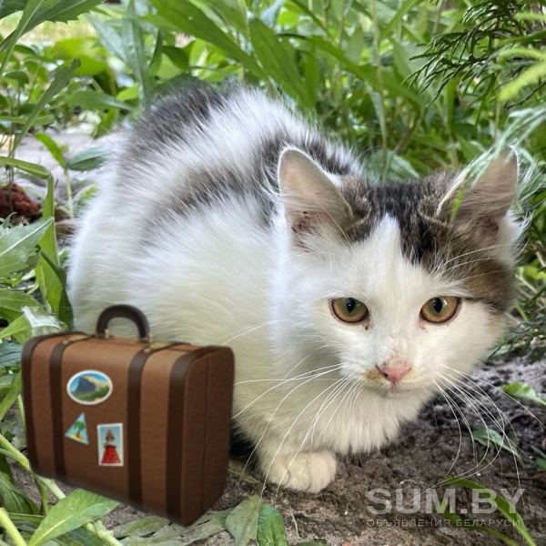 Кошечки ищут дом объявление Отдам даром уменьшенное изображение 