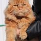 Котенок Мейн-Кун объявление Продам уменьшенное изображение 3