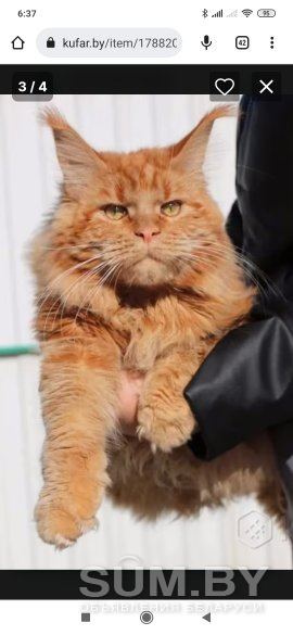 Котенок Мейн-Кун объявление Продам уменьшенное изображение 