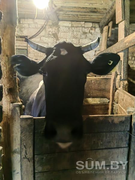 Продам корову объявление Продам уменьшенное изображение 