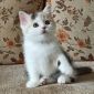 Шотландские котята объявление Продам уменьшенное изображение 5