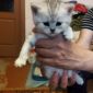Продаются шотландские котята объявление Продам уменьшенное изображение 1