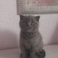 Котята шотландской вислоухой объявление Продам уменьшенное изображение 2