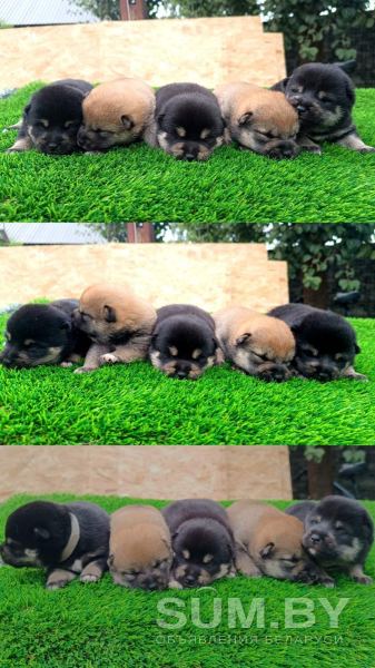Предлагаем к бронированию щенков Сиба-Ину объявление Продам уменьшенное изображение 