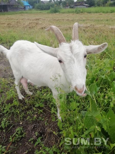Дойная коза, две козочки. Продаются недорого объявление Продам уменьшенное изображение 