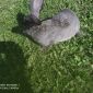 Чистопородные кролики объявление Продам уменьшенное изображение 1