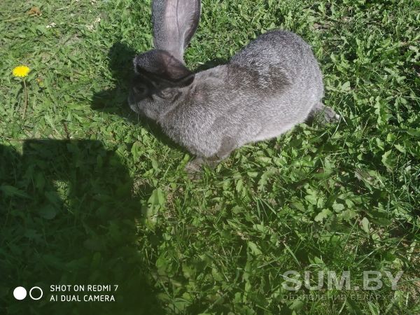 Чистопородные кролики объявление Продам уменьшенное изображение 