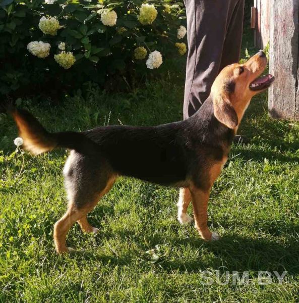 Найдена собака, Смолевичский р-н объявление Отдам даром уменьшенное изображение 