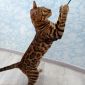 Бенгальские котята объявление Продам уменьшенное изображение 2