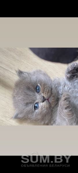 Котята 1.5м британцы короткош объявление Продам уменьшенное изображение 